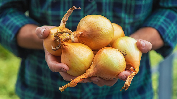 Cuidados essenciais na produção de cebola para pequenos agricultores