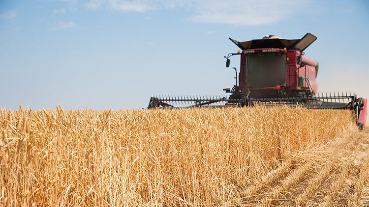 O Brasil produz cerca de 7 milhões de toneladas de trigo por ano, atendendo aproximadamente 40-50% da demanda interna, sendo necessário importar o restante para suprir o consumo - Foto: Reprodução.