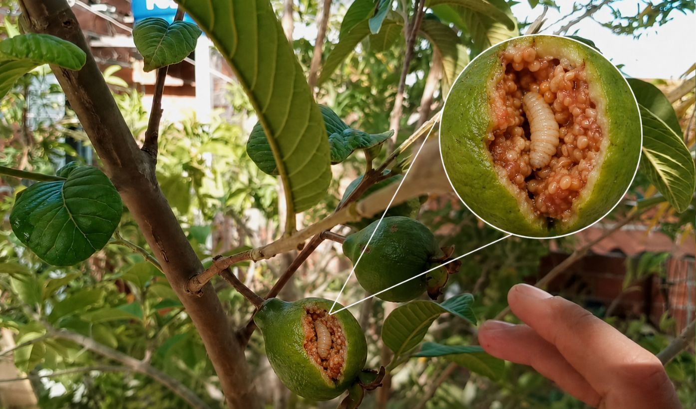 Como eliminar o bicho da goiaba e produzir goiabas saudáveis e sem pragas