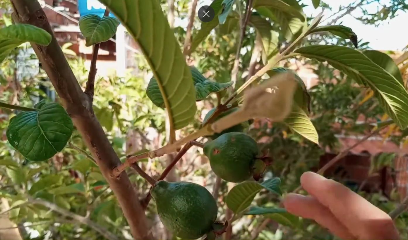 Goiaba