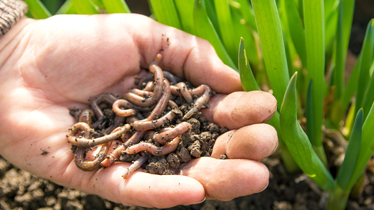 Minhocultura: o que é e como iniciar essa prática no agronegócio