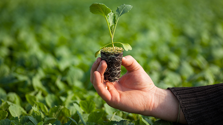 A produção de mudas de hortaliças em bandejas, sementeiras ou copos é essencial para garantir plantas vigorosas e aumentar a produtividade agrícola - Foto: Reprodução.