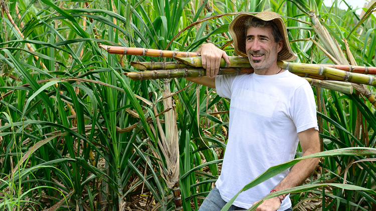 Como plantar cana-de-açúcar e seus principais benefícios no agronegócio