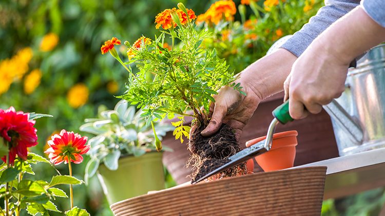 Plantas resistentes ao sol para tornar o jardim mais atrativo
