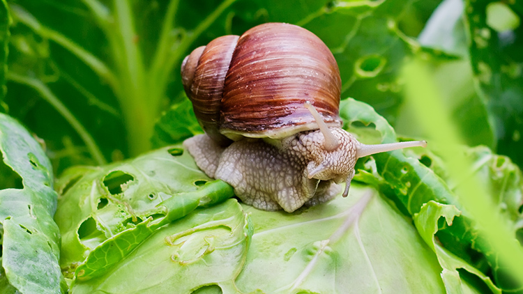 Pragas em hortas e jardins: dicas para identificar, prevenir e tratar