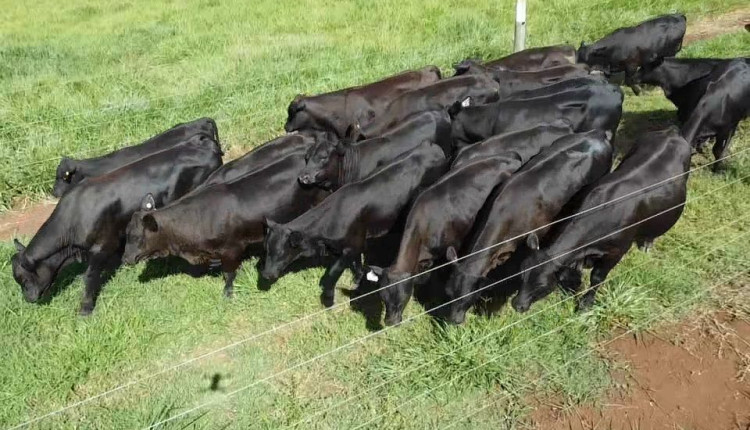 Senangus: nova raça busca revolucionar carne premium no Brasil