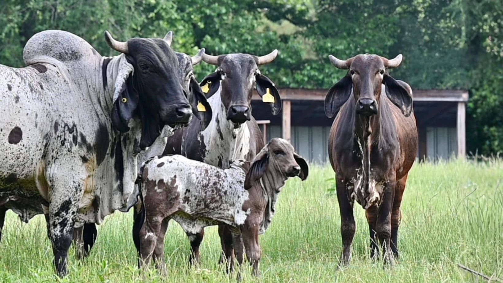 Foto: Butler Farms Inc.