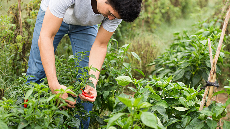 Diferença entre variedades tolerantes e resistentes no agronegócio
