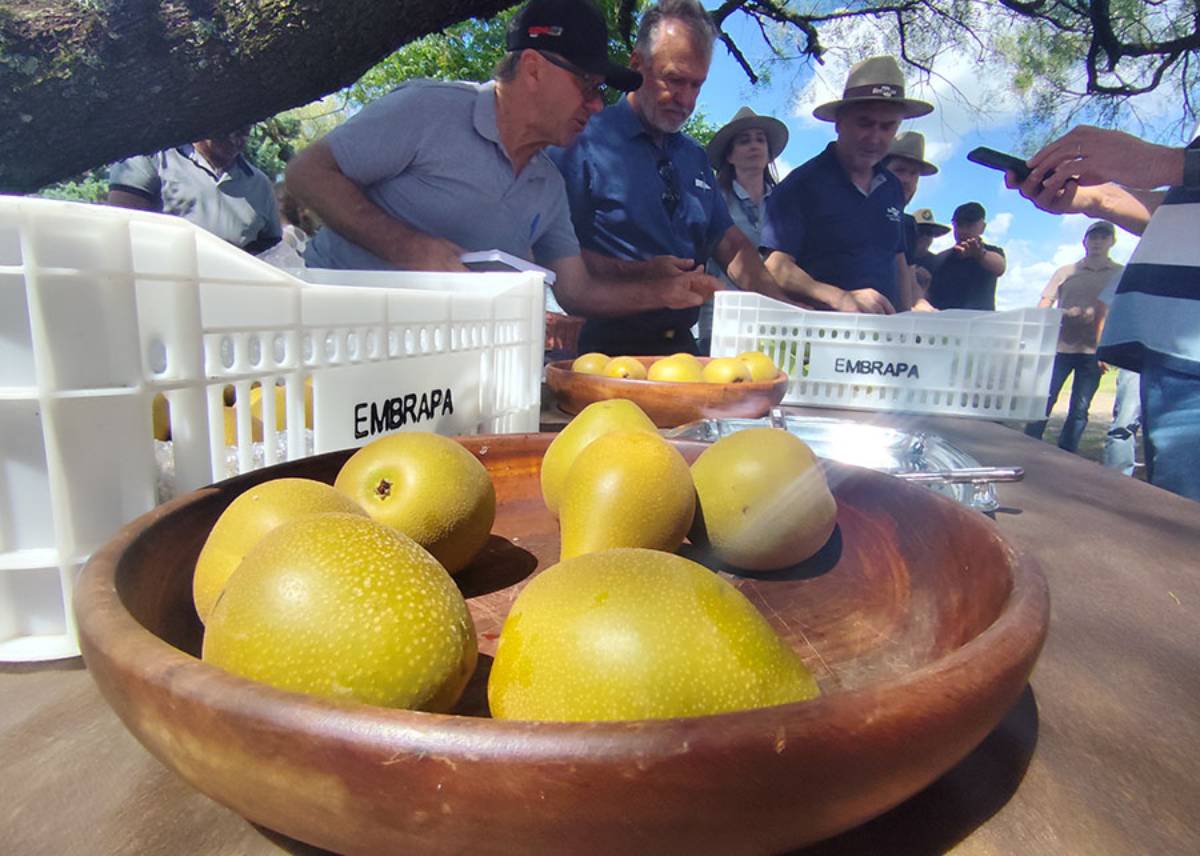 Embrapa lança nova pera com produtividade de até 30 toneladas por hectare