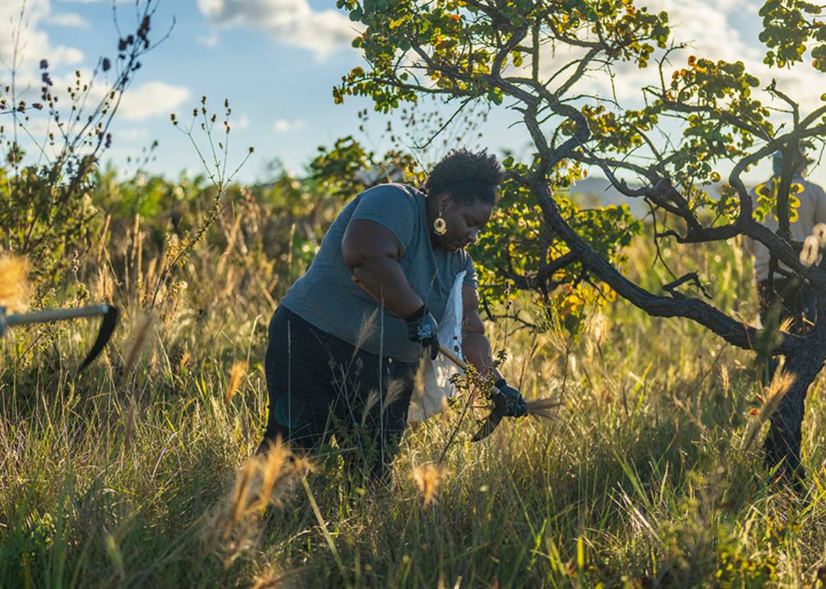 A foto mostra uma ação da Embrapa relacionada à iniciativa Araticum de restauração do Cerrado, reconhecida pela ONU como referência global em conservação e sustentabilidade agrícola - Foto: Planeta Campo / Reprodução.