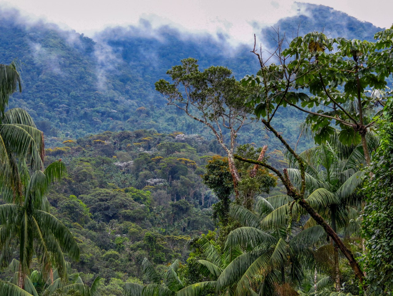 Estudo mostra que maior cobertura florestal e precipitação aumentam a dispersão de sementes, fortalecendo a regeneração e biodiversidade na Mata Atlântica - Foto: Planeta Campo / Reprodução.