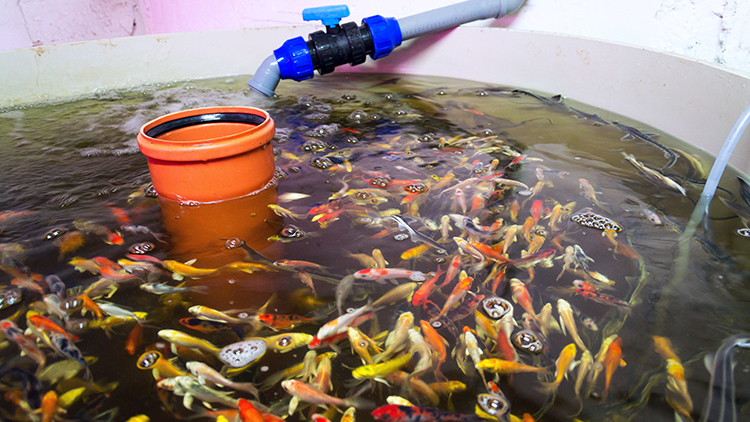 A aquaponia é uma técnica que combina criação de peixes e cultivo de hortaliças, reduzindo o consumo de água e promovendo sustentabilidade na agricultura brasileira - Foto: Reprodução.