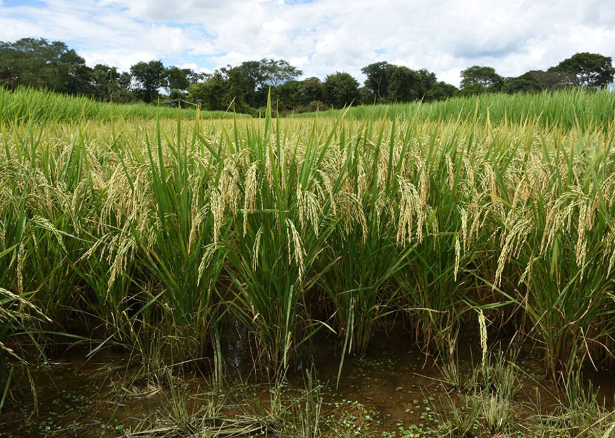 Estudo aponta plantas mais resistentes à cigarrinha do arroz