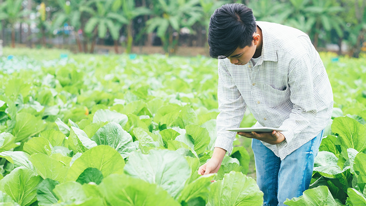 Aplicativos agrícolas desenvolvidos por instituições brasileiras auxiliam produtores na gestão de culturas, controle de pragas e cálculo de insumos, promovendo maior eficiência e sustentabilidade na agricultura - Foto: Reprodução.