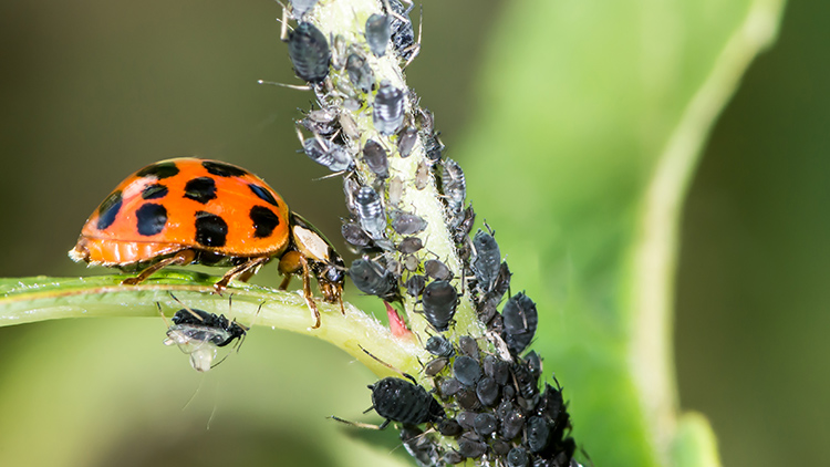 Controle biológico: definição e funcionamento no agronegócio
