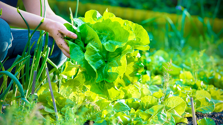 Cultivo de verão: orientações e cuidados para a produção agrícola na estação