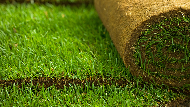 Tipos de grama para jardins: qual escolher para seu espaço